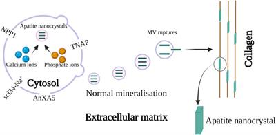 Role of carboxylic organic molecules in interfibrillar collagen mineralization